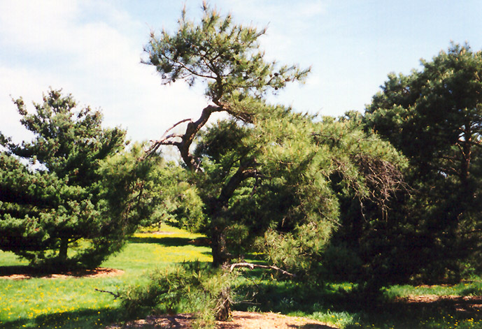 Japanese Red Pine (Pinus densiflora) at Green Thumb Nursery