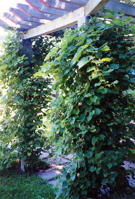 Common Grape (Vitis vinifera) at Green Thumb Nursery