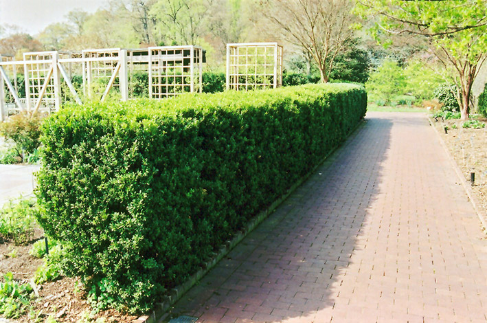 Common Boxwood (Buxus sempervirens) at Green Thumb Nursery