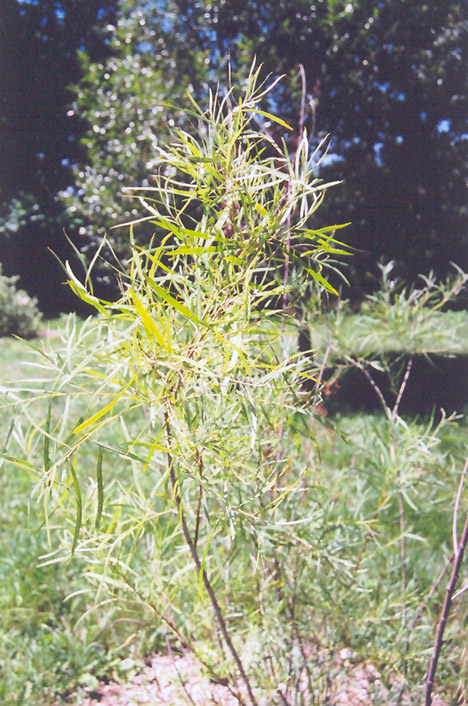 Coyote Willow (Salix exigua) at Green Thumb Nursery