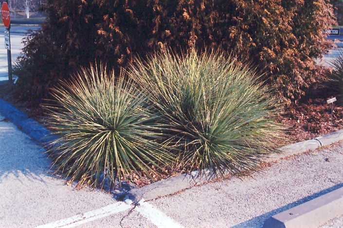 Small Soapweed (Yucca glauca) at Green Thumb Nursery