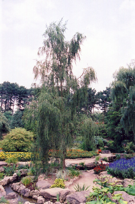 Ringleaf Willow (Salix babylonica 'Crispa') at Green Thumb Nursery