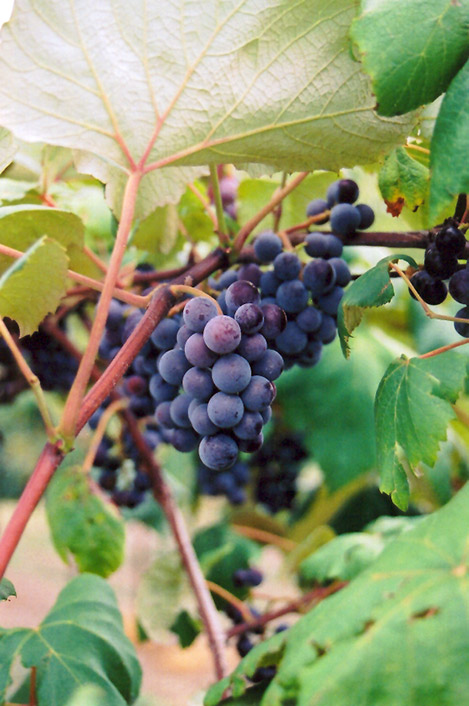 Common Grape (Vitis vinifera) at Green Thumb Nursery