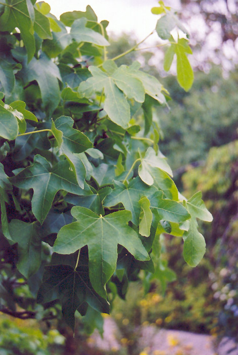 Round Leaf Sweet Gum (Liquidambar styraciflua 'Rotundiloba') at Green Thumb Nursery