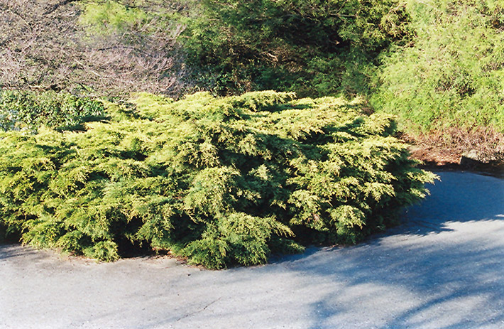 Pfitzer Juniper (Juniperus x media 'Pfitzeriana') at Green Thumb Nursery