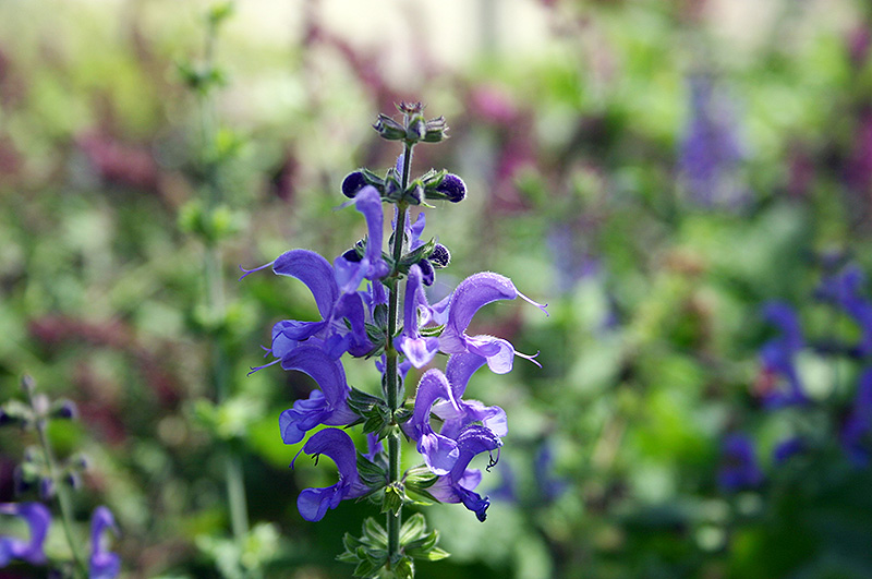 Rhapsody In Blue Meadow Sage (Salvia x superba 'Rhapsody In Blue') at Green Thumb Nursery