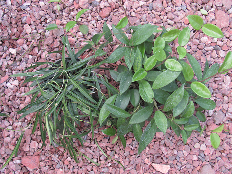 Jade Wax Plant (Hoya carnosa 'Jade') at Green Thumb Nursery