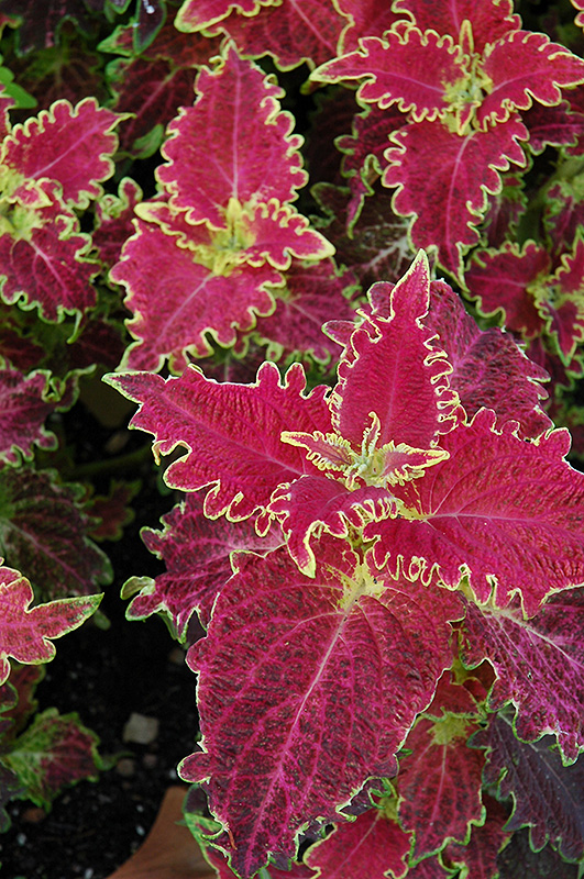 Tiger Lily Coleus (Solenostemon scutellarioides 'Tiger Lily') at Green Thumb Nursery