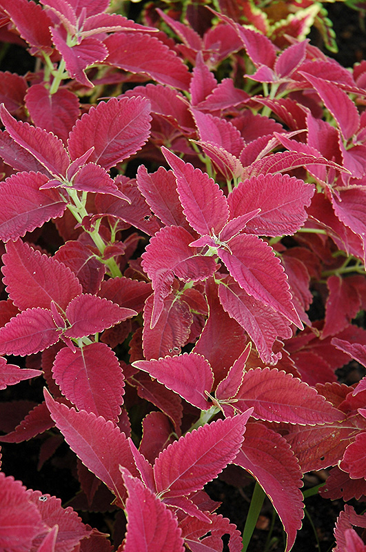 Red Planet Coleus (Solenostemon scutellarioides 'Red Planet') at Green Thumb Nursery