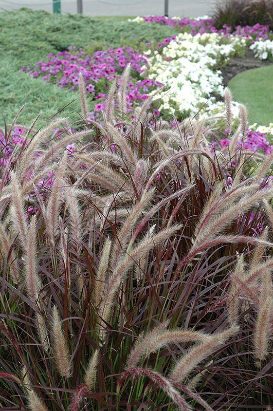 Purple Fountain Grass (Pennisetum setaceum 'Rubrum') at Green Thumb Nursery