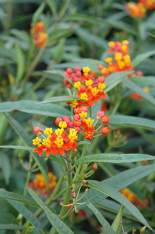 Red Butterfly Milkweed (Asclepias curassavica 'Red Butterfly') at Green Thumb Nursery