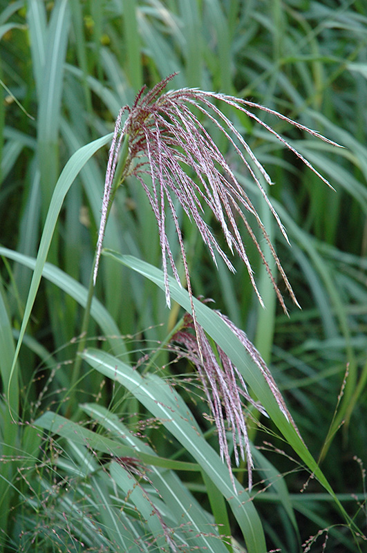 Maiden Grass (Miscanthus sinensis) at Green Thumb Nursery