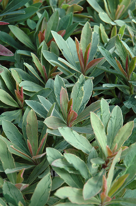 Helena's Blush Spurge (Euphorbia 'Inneuphhel') at Green Thumb Nursery