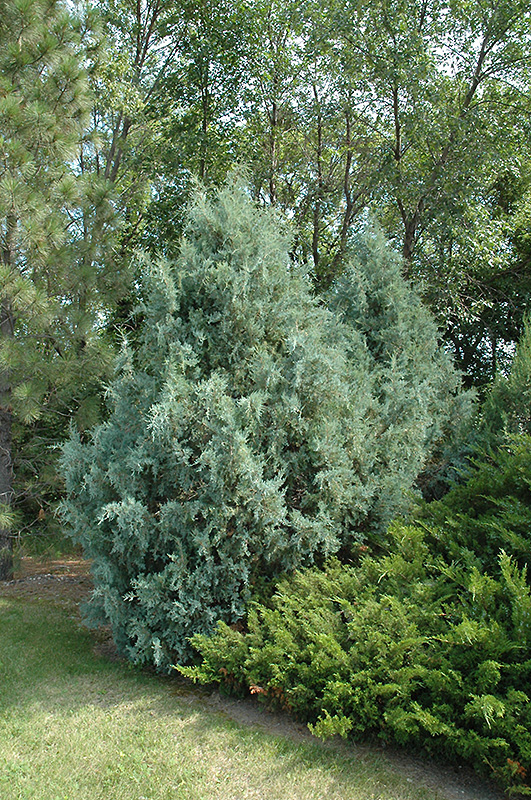 Wichita Blue Juniper (Juniperus scopulorum 'Wichita Blue') at Green Thumb Nursery
