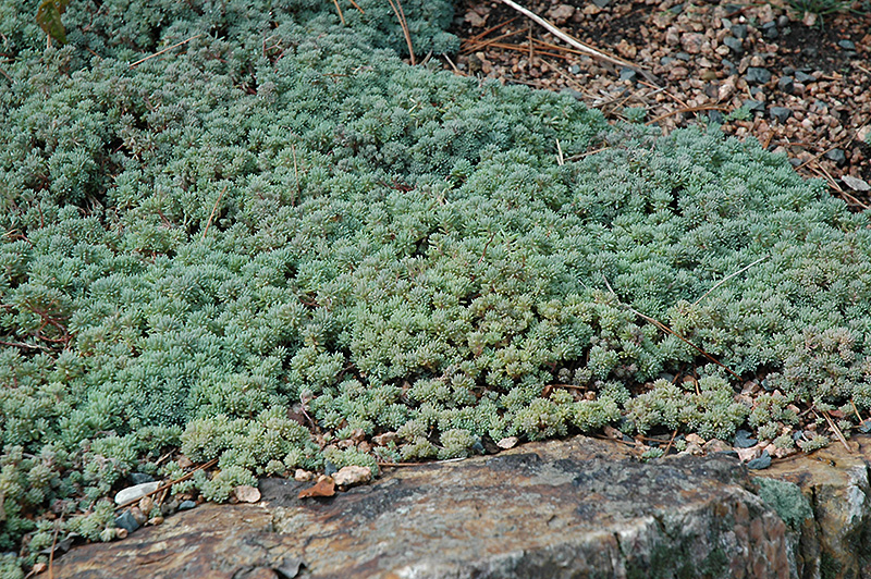Spanish Stonecrop (Sedum hispanicum) at Green Thumb Nursery