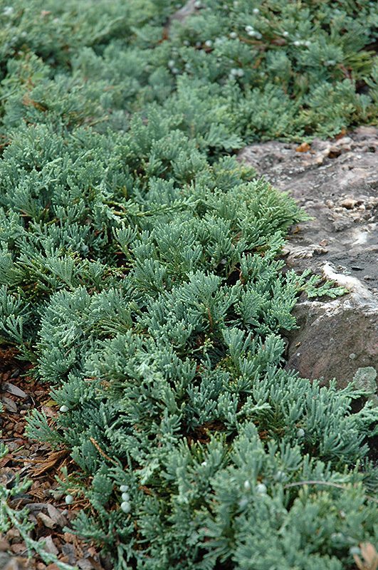 Blue Rug Juniper (Juniperus horizontalis 'Wiltonii') at Green Thumb Nursery