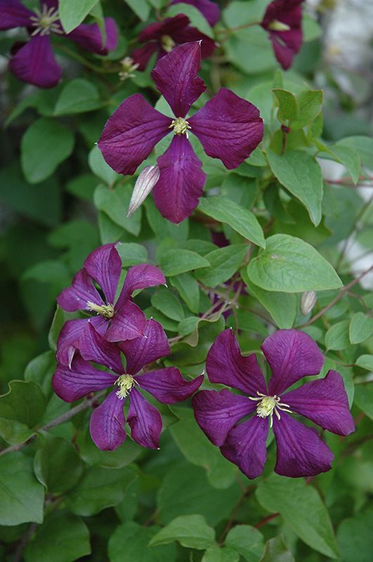 Etoile Violette Clematis (Clematis 'Etoile Violette') at Green Thumb Nursery