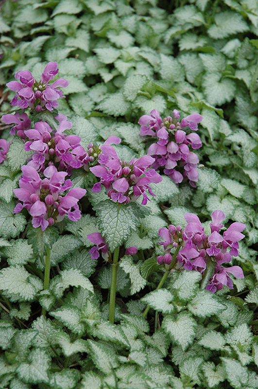 Orchid Frost Spotted Dead Nettle (Lamium maculatum 'Orchid Frost') at Green Thumb Nursery