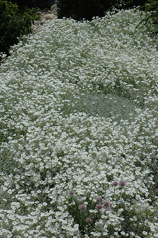 Snow-In-Summer (Cerastium tomentosum) at Green Thumb Nursery