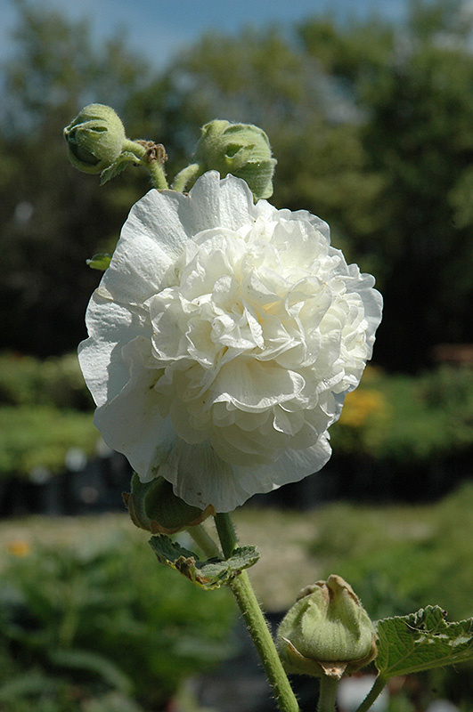 Chater's Double White Hollyhock (Alcea rosea 'Chater's Double White') at Green Thumb Nursery