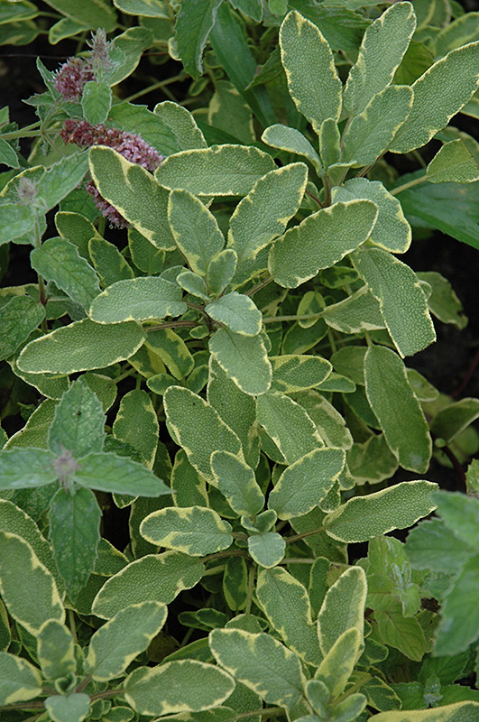 Icterina Golden Sage (Salvia officinalis 'Icterina') at Green Thumb Nursery