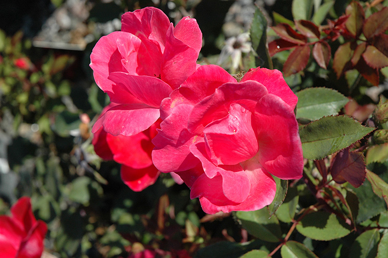 Pink Knock Out Rose (Rosa 'Radcon') at Green Thumb Nursery