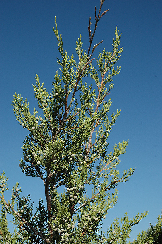 Hetz Columnar Juniper (Juniperus chinensis 'Hetz Columnar') at Green Thumb Nursery