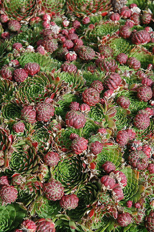 Red Hens And Chicks (Sempervivum 'Red') at Green Thumb Nursery