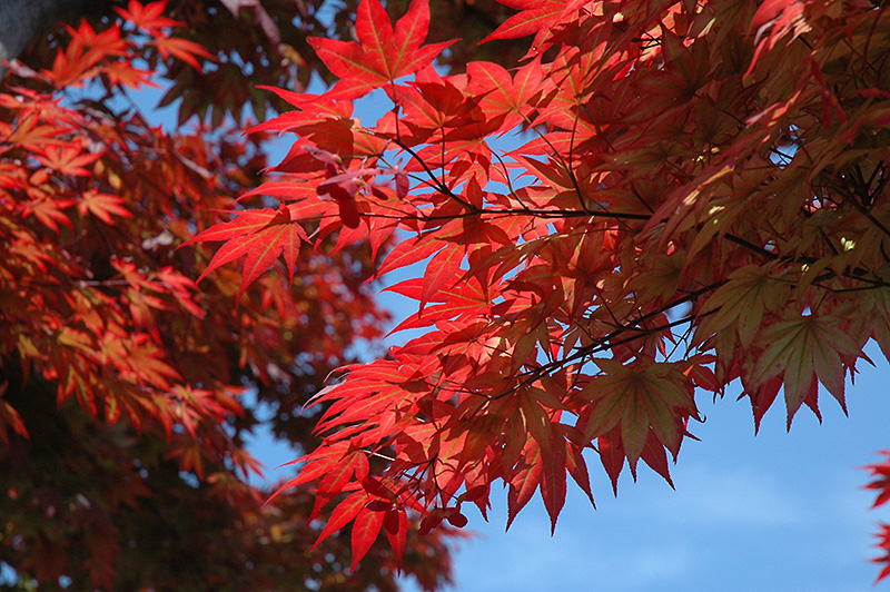 Oshio Beni Japanese Maple (Acer palmatum 'Oshio Beni') at Green Thumb Nursery