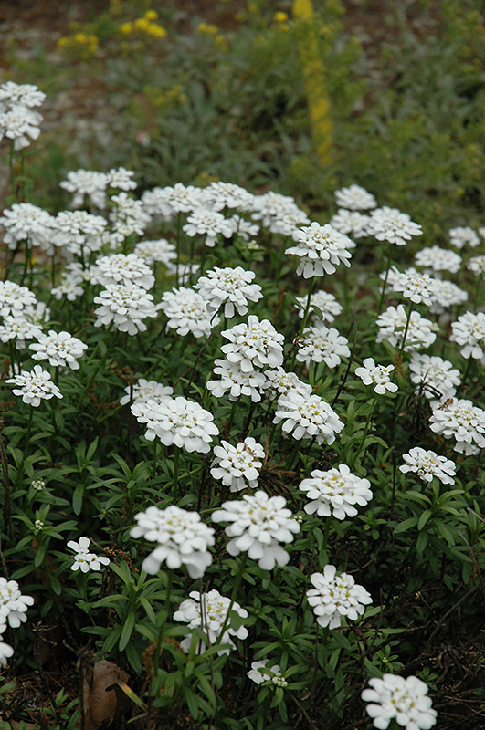 Purity Candytuft (Iberis sempervirens 'Purity') at Green Thumb Nursery