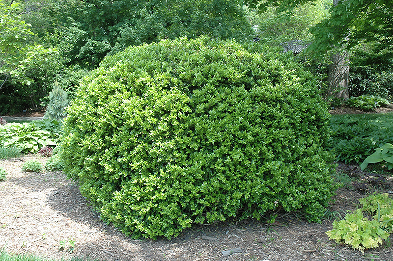 Japanese Boxwood (Buxus microphylla 'var. japonica') at Green Thumb Nursery