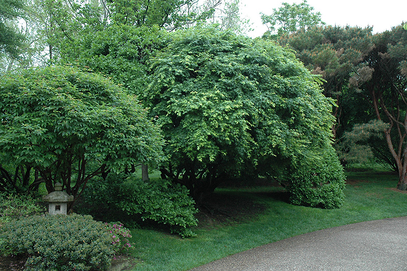 Japanese Maple (Acer palmatum) at Green Thumb Nursery