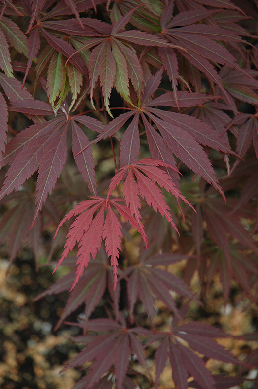 Burgundy Lace Japanese Maple (Acer palmatum 'Burgundy Lace') at Green Thumb Nursery