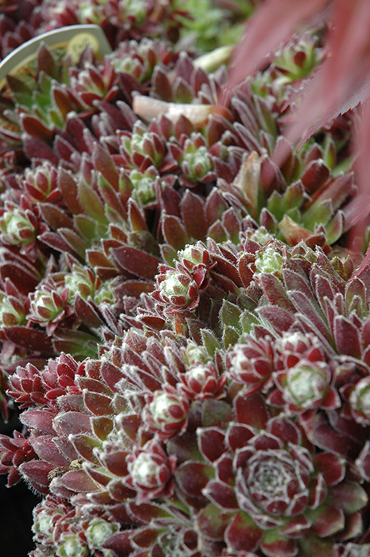 Icicle Hens And Chicks (Sempervivum 'Icicle') at Green Thumb Nursery