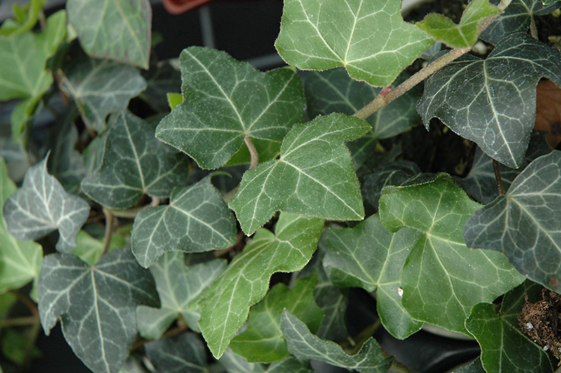 Baltic Ivy (Hedera helix 'Baltica') at Green Thumb Nursery