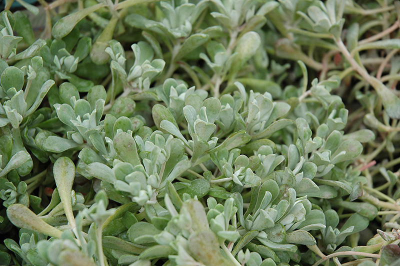 Cape Blanco Stonecrop (Sedum spathulifolium 'Cape Blanco') at Green Thumb Nursery