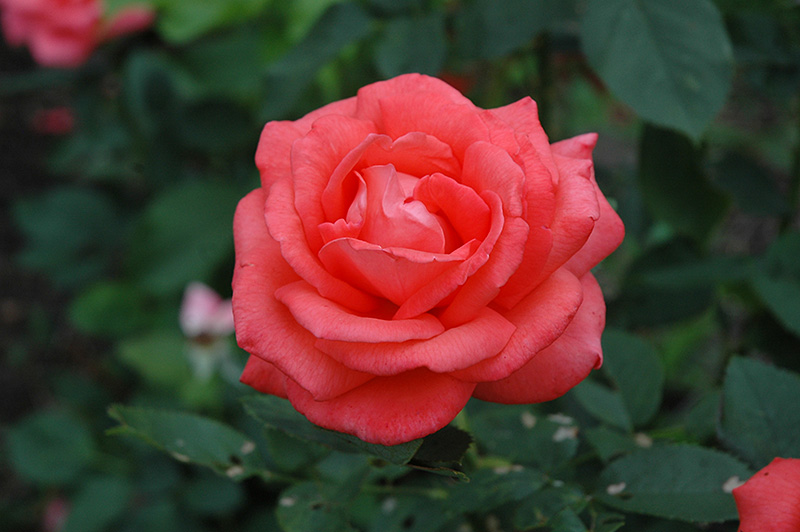 Tropicana Rose (Rosa 'Tropicana') at Green Thumb Nursery