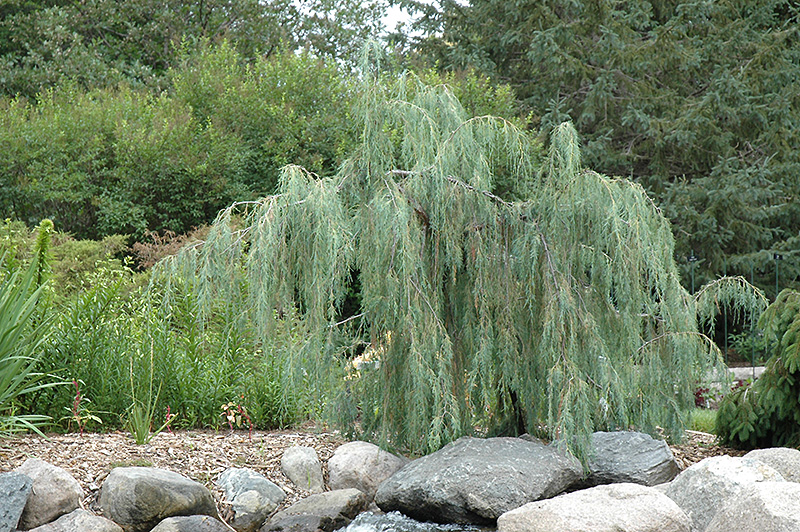Tolleson's Weeping Juniper (Juniperus scopulorum 'Tolleson's Weeping') at Green Thumb Nursery