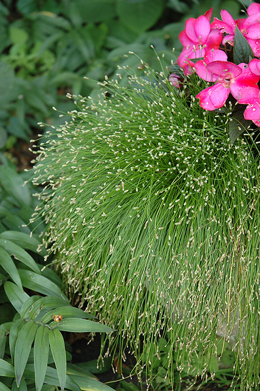Fiber Optic Grass (Isolepis cernua) at Green Thumb Nursery