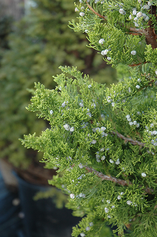 Hollywood Juniper (Juniperus chinensis 'Torulosa') at Green Thumb Nursery