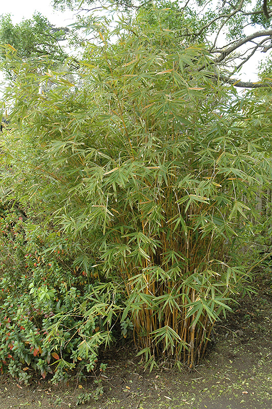 Alphonse Karr Bamboo (Bambusa multiplex 'Alphonse Karr') at Green Thumb Nursery