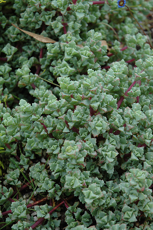 Pink Iceplant (Oscularia deltoides) at Green Thumb Nursery