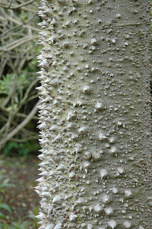 Silk Floss Tree (Chorisia speciosa) at Green Thumb Nursery
