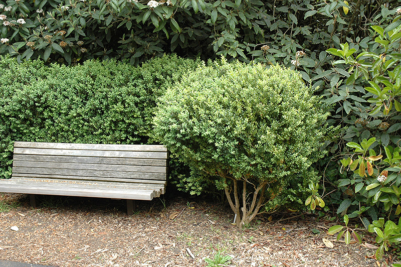 Common Boxwood (Buxus sempervirens) at Green Thumb Nursery