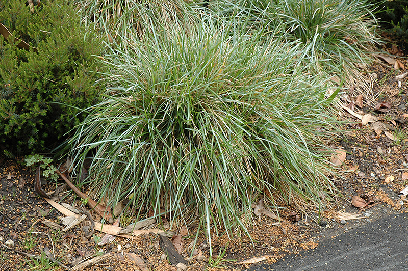 Blue Moor Grass (Sesleria caerulea) at Green Thumb Nursery