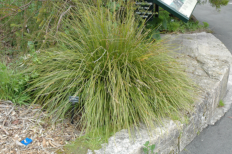 Breeze Dwarf Mat Rush (Lomandra longifolia 'LM300') at Green Thumb Nursery
