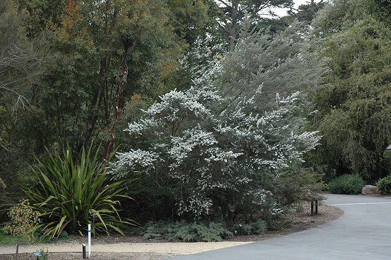 Woolly Tea-Tree (Leptospermum lanigerum) at Green Thumb Nursery