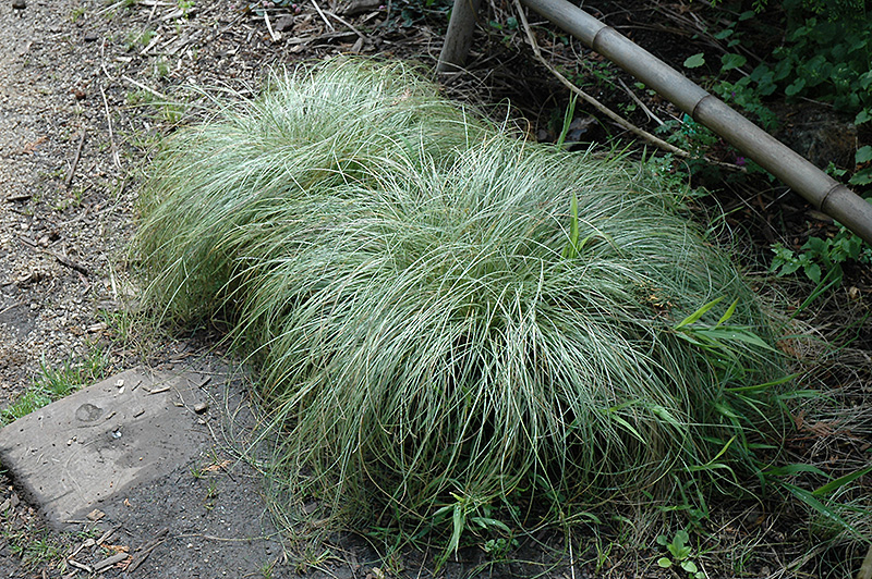 New Zealand Hair Sedge (Carex comans 'Frosted Curls') at Green Thumb Nursery