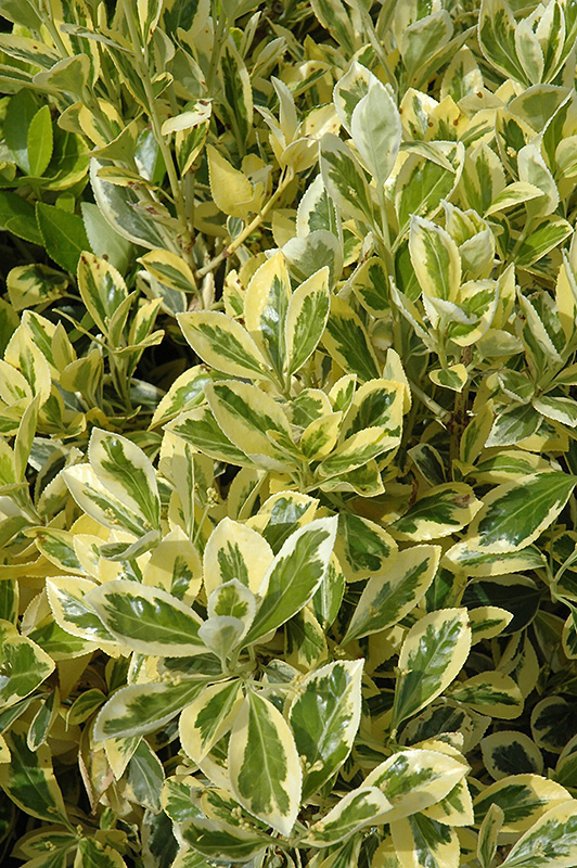 Silver King Euonymus (Euonymus japonicus 'Silver King') at Green Thumb Nursery
