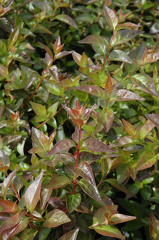 Edward Goucher Abelia (Abelia x grandiflora 'Edward Goucher') at Green Thumb Nursery